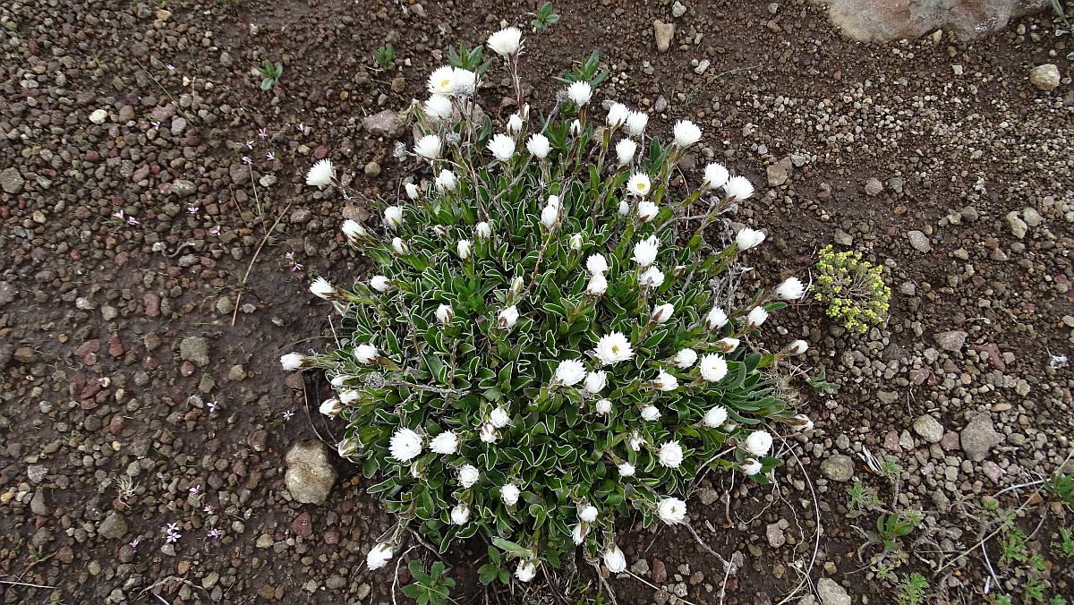 Blumen