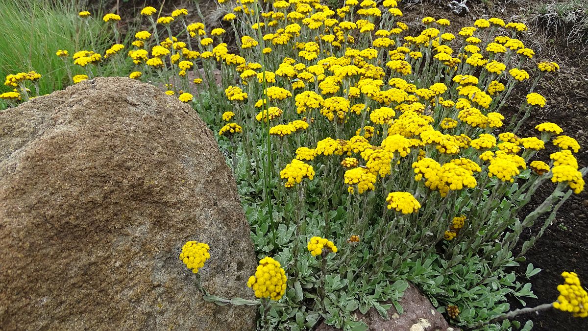 im Frühsommer blüht alles (Helichrysum nudifolium)