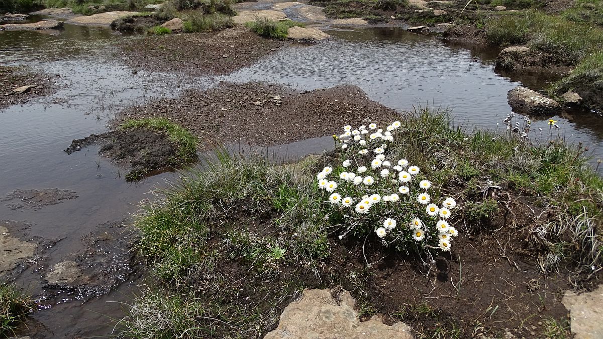 Blumen am Tugela-Bach