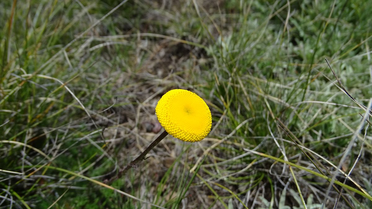 Blume ohne Blumenblätter