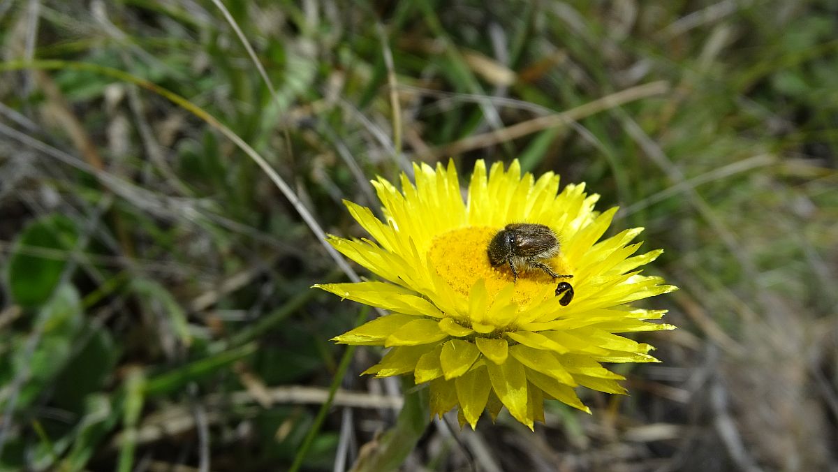 Strohblume