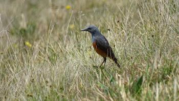 unbekannter Vogel