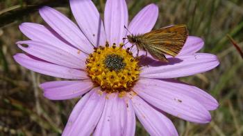 Blume mit Schmetterling