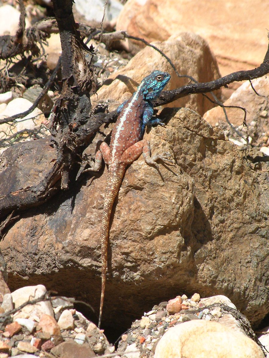 Leguan