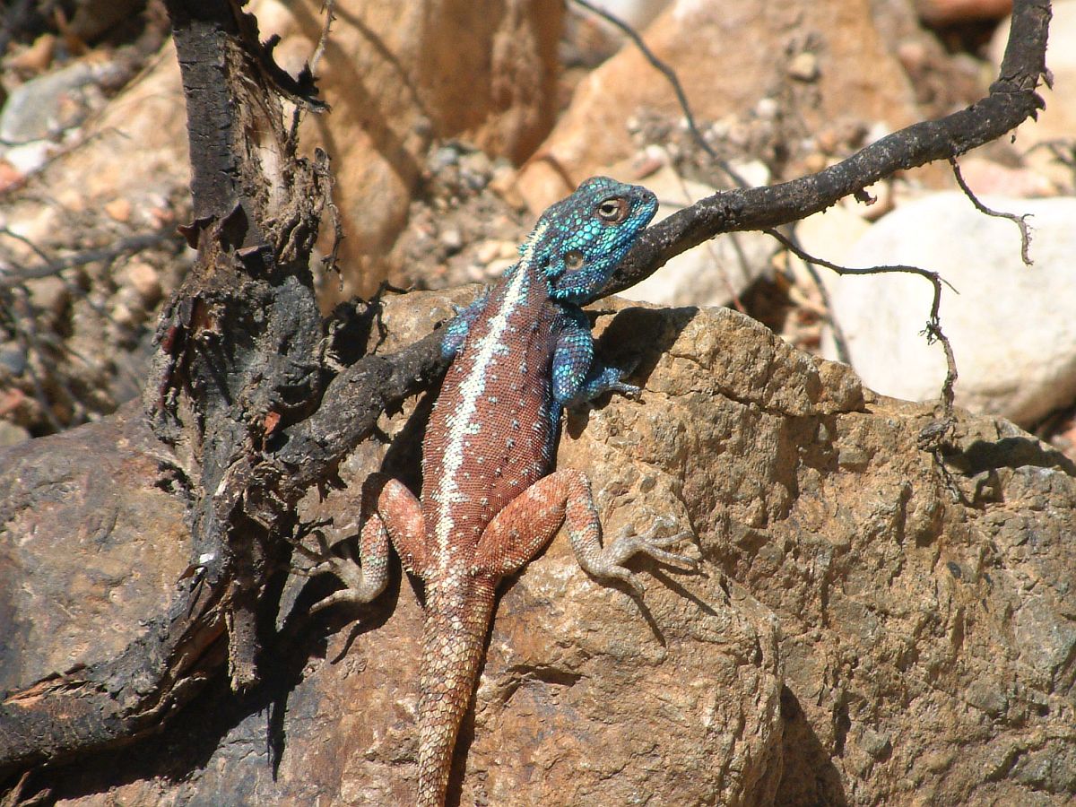 Leguan