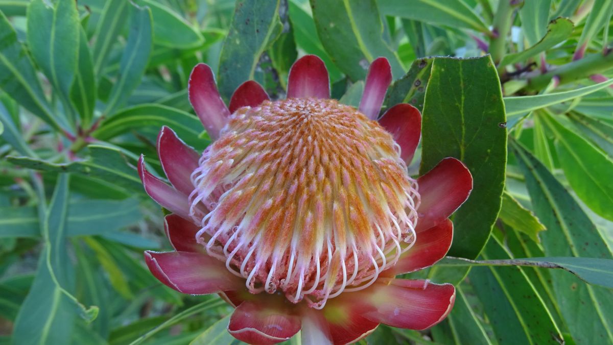 Drakensberg Dwarf Protea