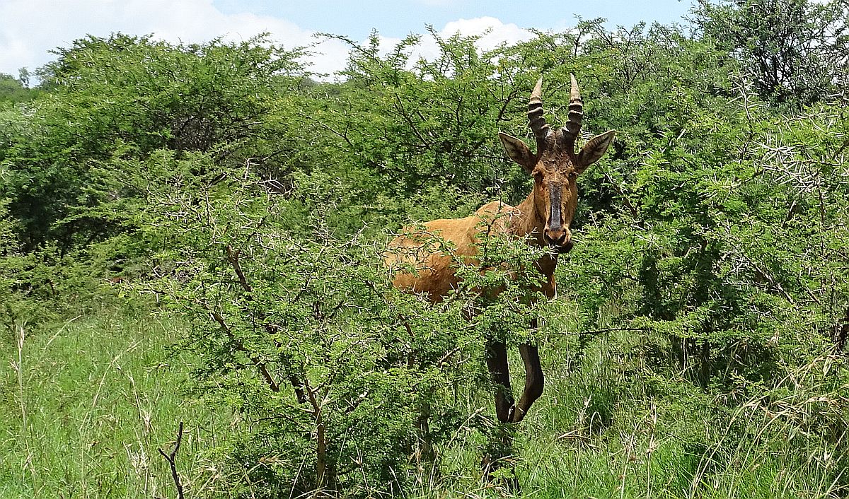 Spioenkop Nature Reserve