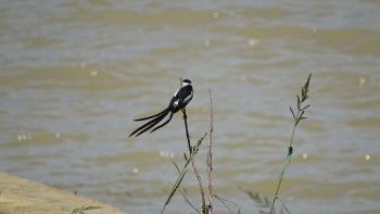 Hahnenschweifweber (Euplectes progne)