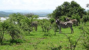 Spioenkop Nature Reserve