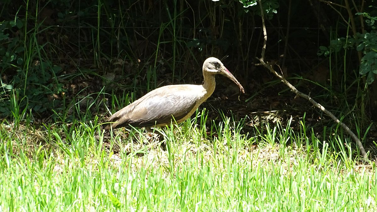 ein Hagedasch, diese Vögel sollten uns mit ihrem Geschrei noch die Nerven rauben