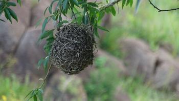 Vogelnest, vermutlich eines Webervogels