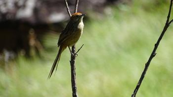 unbekannter Vogel