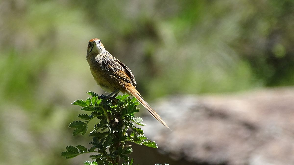 unbekannter Vogel