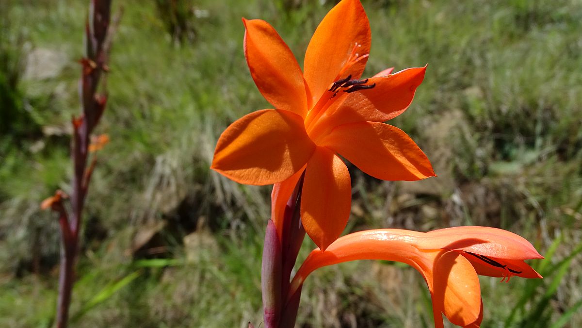 das ist noch nicht die schlafende Schönheit, Watsonia Pillansii