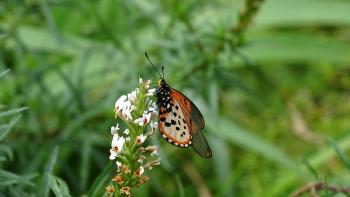 Schmetterling