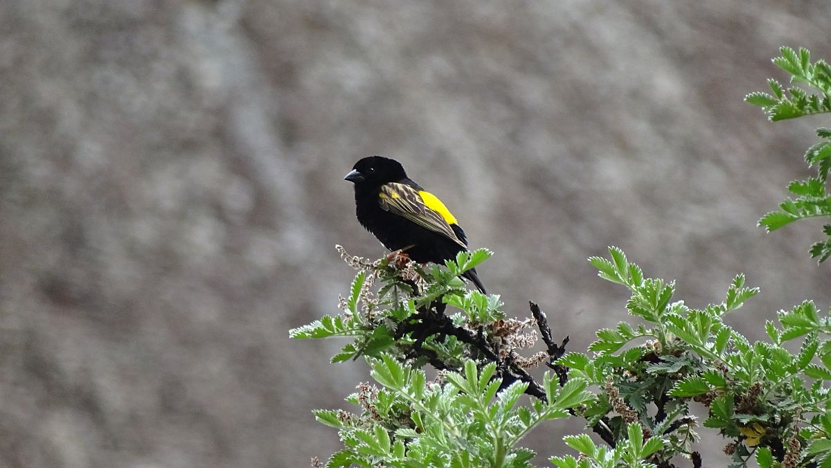 Samtweber (Euplectes capensis)