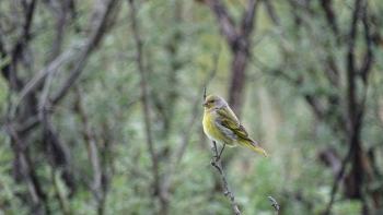 unbekannter Vogel