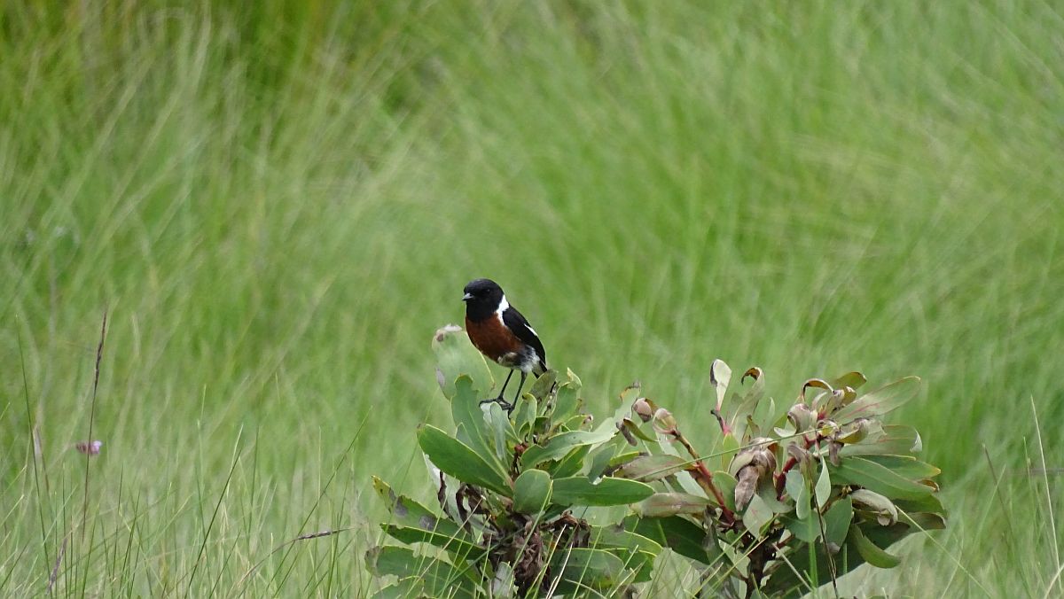 Afrikanisches Schwarzkehlchen (Saxicola torquatus)