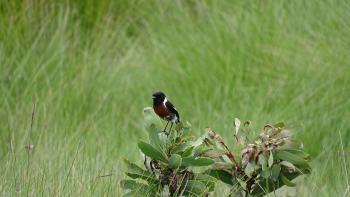 Afrikanisches Schwarzkehlchen (Saxicola torquatus)