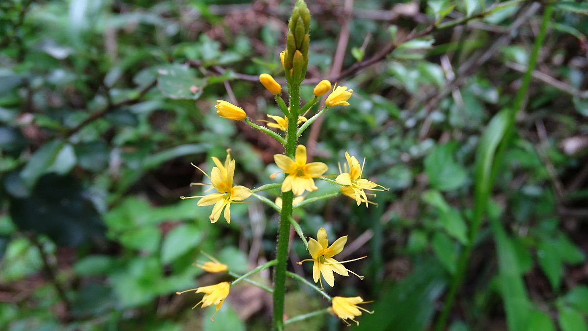 Urwald-Miniblüten