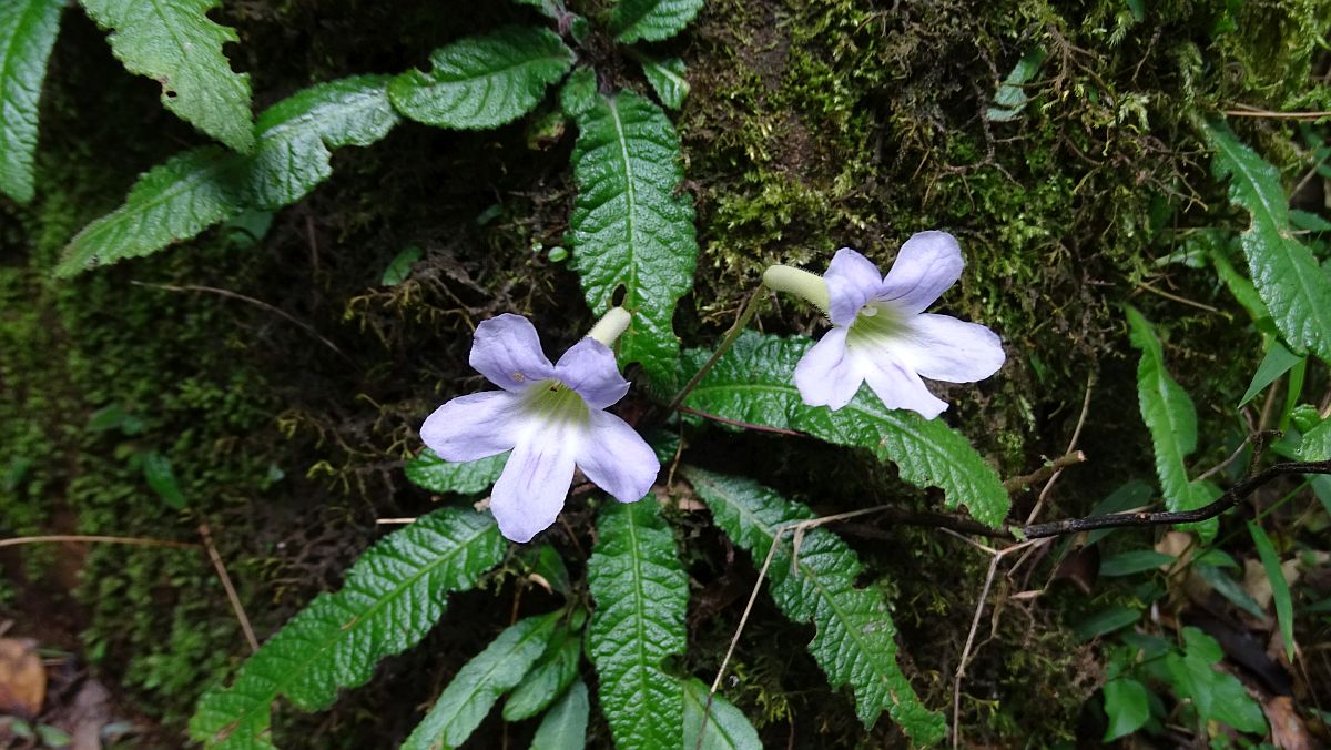 Urwald-Miniblüten