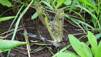 Libelle? Schmetterling?