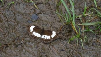 eher unspektakulärer Schmetterling