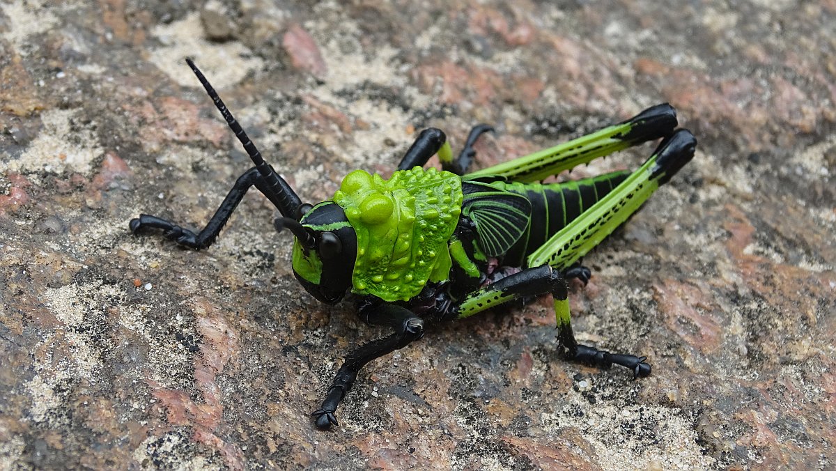 perfekter Heuschreck (Green Milkweed locust nymph)