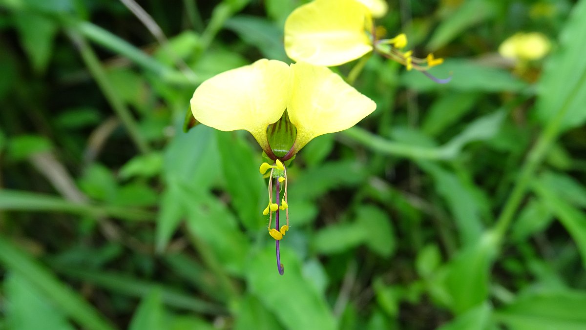 gelbe Tagblume (Yellow Commelina)