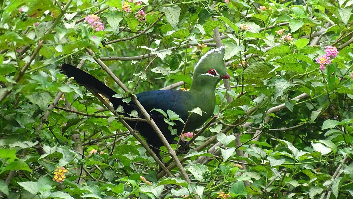 ein Knysna Turaco