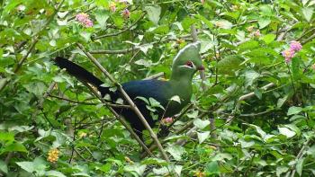 ein Knysna Turaco