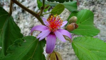 kleine stark duftende Blüte