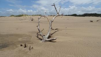 Strand im Umlalazi Nature Reserve bei Mtunzini