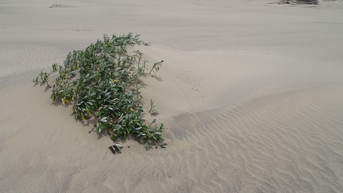 Strand im Umlalazi Nature Reserve bei Mtunzini