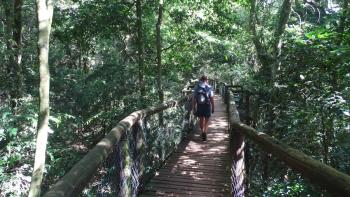 der Dlinza Forest Aerial Boardwalk