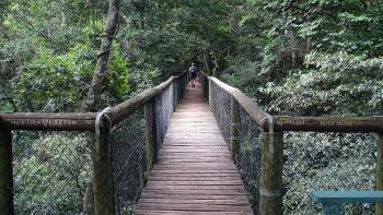 Dlinza Forest Aerial Boardwalk