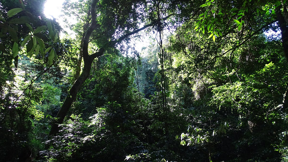 Wanderung im Dlinza Forest 