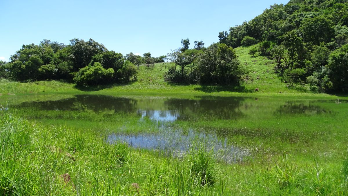 blühender Teich am Anfang der Wanderung zum Vryheid Hill