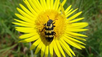 Ölkäfer (Decapotoma lunata) auf Berkheya setifera