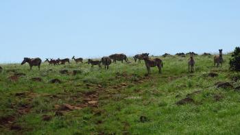 Zebraherde und Impalas