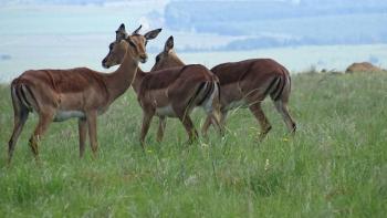 Impalas