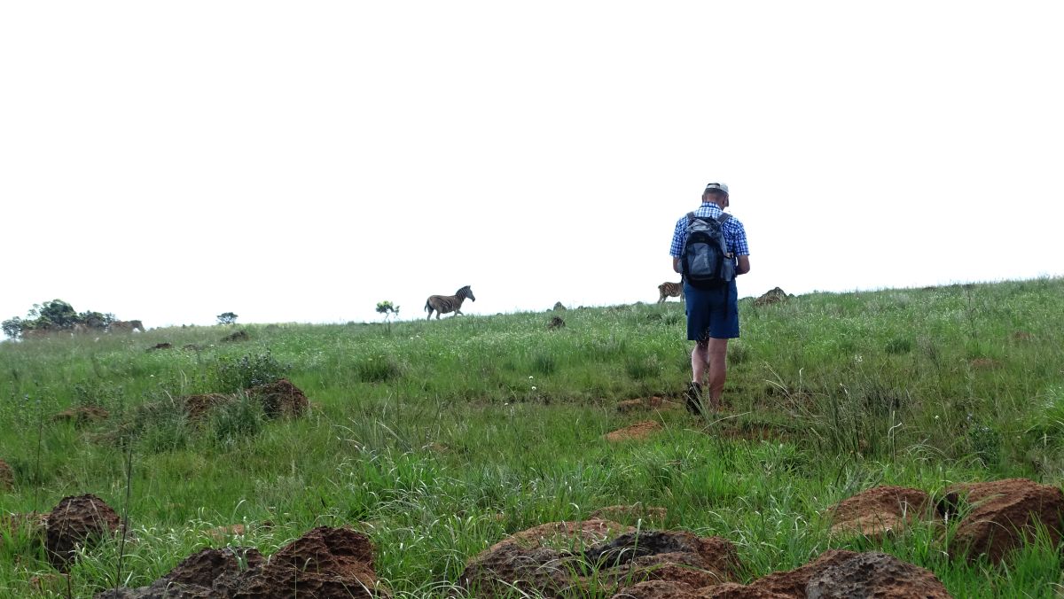 schon komisch das Wandern zwischen exotischen Tieren