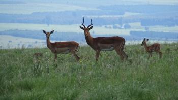 Impalas