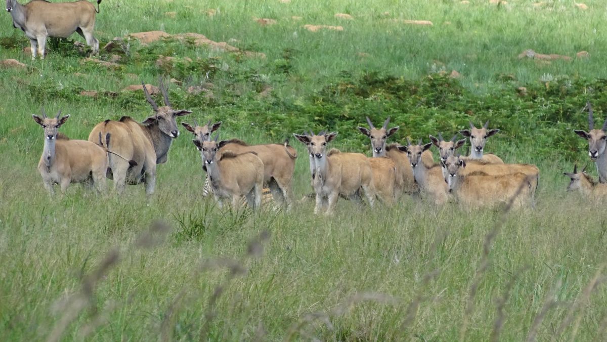 Eland Antilopen