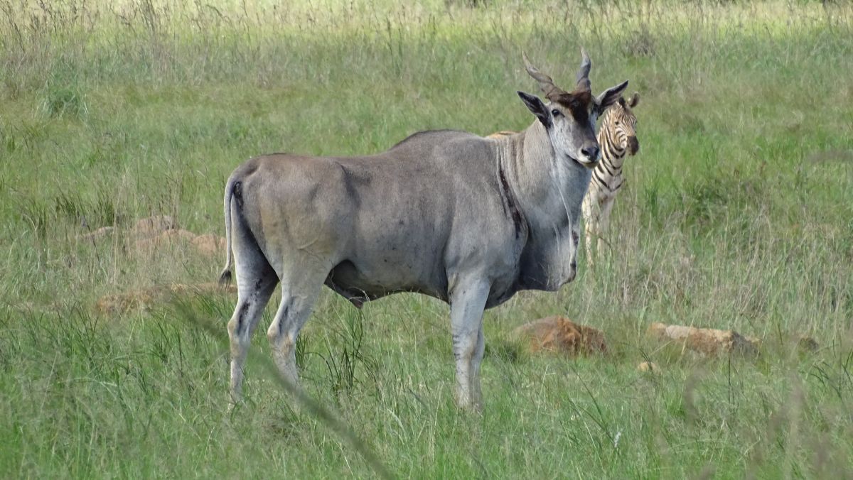 Eland