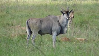 Eland