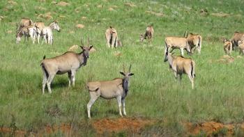 Elands