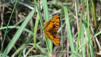 Schmetterling