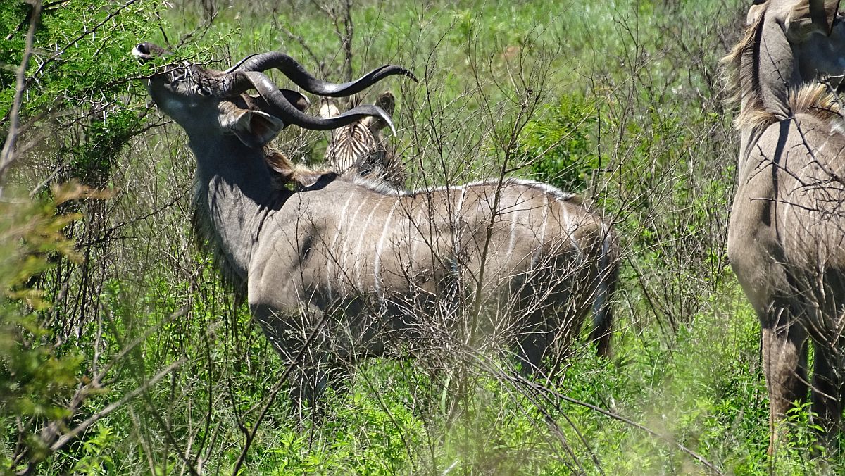 Antilope