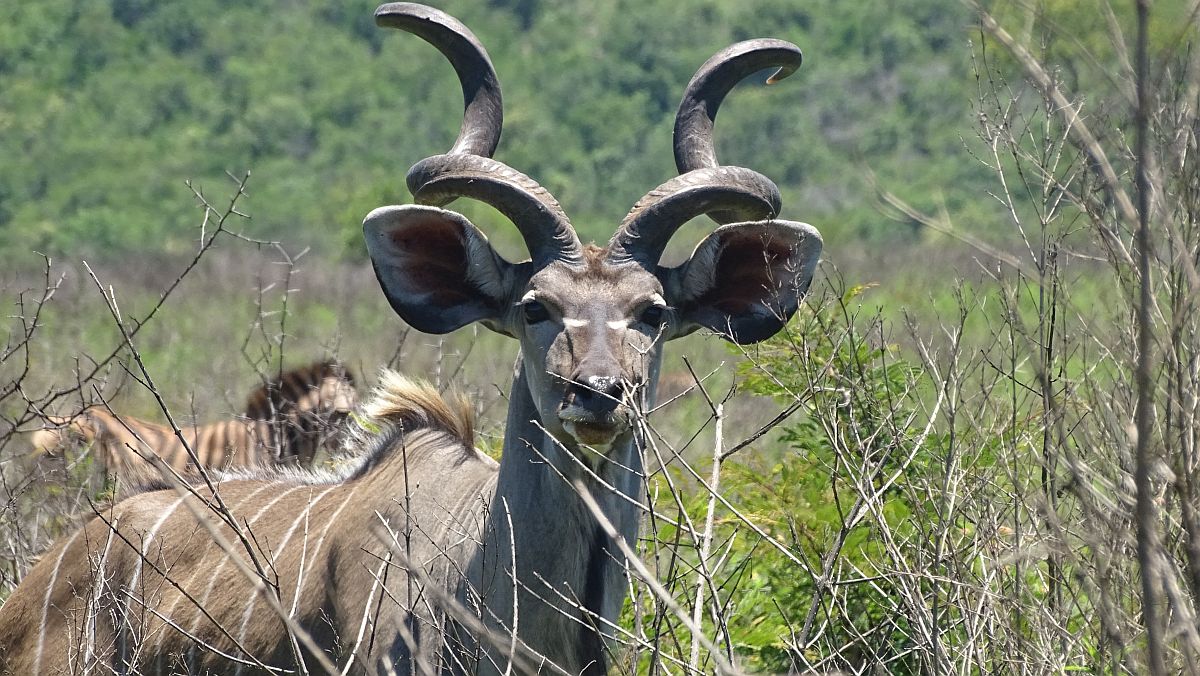 Kudu